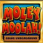 Symbol Logo w Molly Mullah